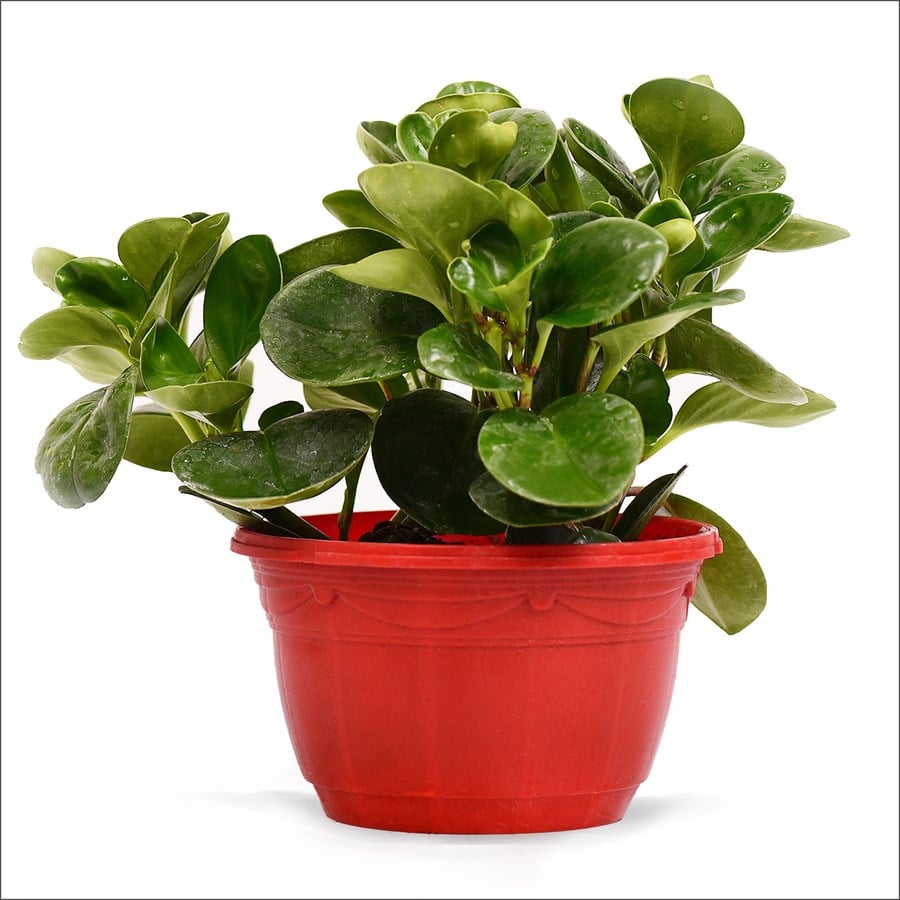 Zümrüt Dalgası (Macrome Saksı)