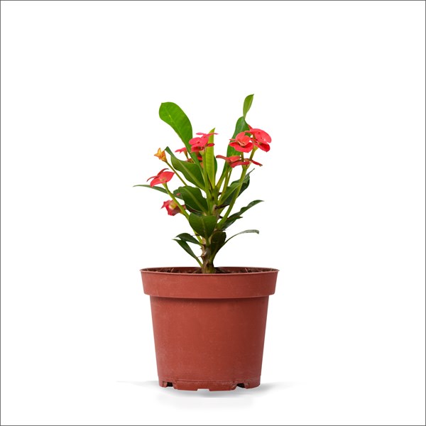 Eforbia Kırmızı Çiçekli (20 Cm)