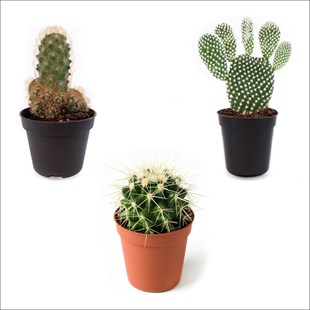3'lü Kaktüs Set 3 (5,5 Cm)