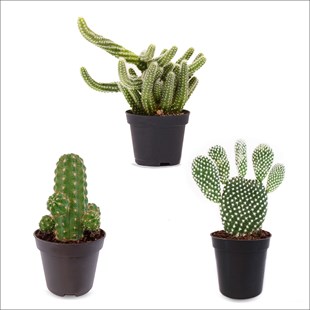 3'lü Kaktüs Set 7 (5,5 Cm)