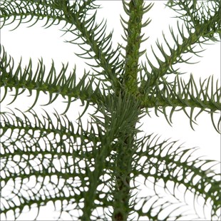 Arokarya Salon Çamı (50-70 cm) -Araucaria heterophylla 