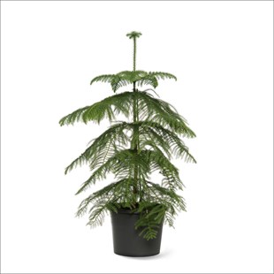 Arokarya Salon Çamı (50-70 cm) -Araucaria heterophylla 