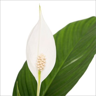 Barış Çiçeği - Spathypyllum (40-60 Cm)