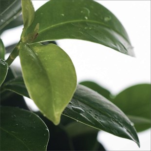 Bonsai Ağacı - Ficus ginseng (Küçük 15-35 Cm)