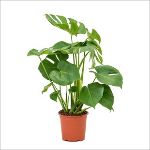 Deve Tabanı - Monstera (60-80 Cm)