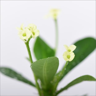 Eforbia Beyaz Çiçekli (20 Cm)