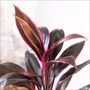 Kordilin Tango (40-60 Cm)