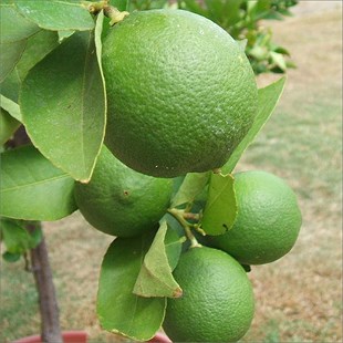 Limon Ağacı Bodur - Citrux (40-60 cm)