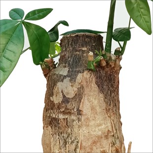 Pachira macrocarpa - Odun Gövdeli Para Ağacı (30-40 Cm)