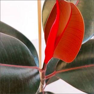Red Kauçuk - Ficus Elastica Red (40 - 60 Cm)