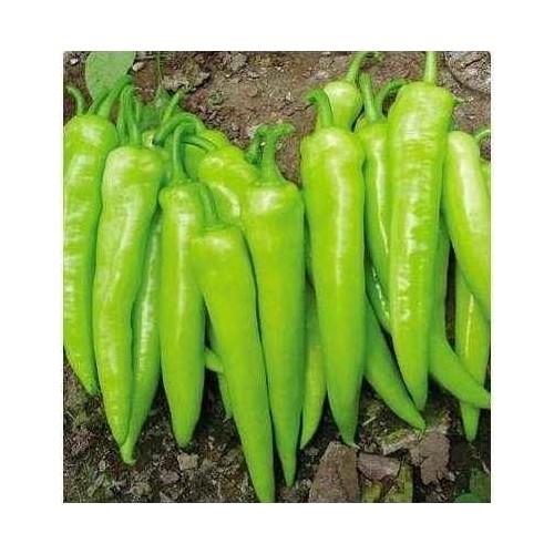 Rem Seeds Biber Tohumu Bağcı Çarliston 5 gr 600'lü