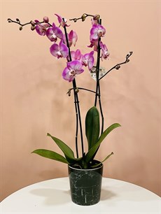 Lila Renk Orkide