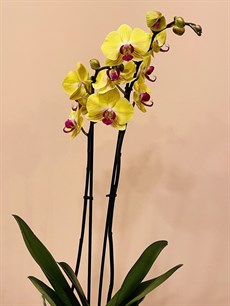The Joyful Orchid