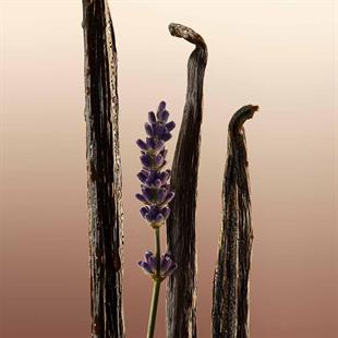 Burberry Goddess EDP 100 ml Kadın Parfüm