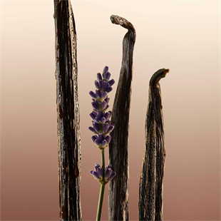 Burberry Goddess EDP 50 ml Kadın Parfüm