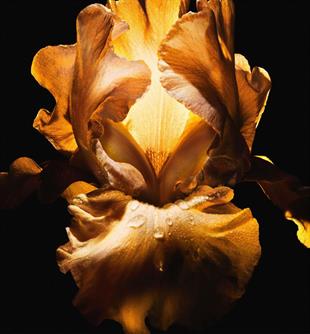 Dior Homme Parfum EDP 75 ml 2025 Erkek Parfüm