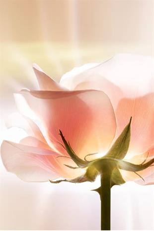 Dior Prestige La Micro-Lotion De Rose 150 ml Yüz Nemlendirici Losyon