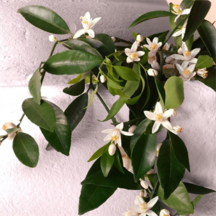 Dolce&Gabbana Devotion Intense EDP 100 ml Kadın Parfüm