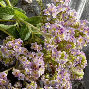 Dolce&Gabbana Q By Gabbana EDP Intense 100 ml Kadın Parfüm