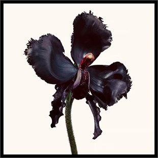 Tom Ford Black Orchid Reserve Parfum EDP 100 ml
