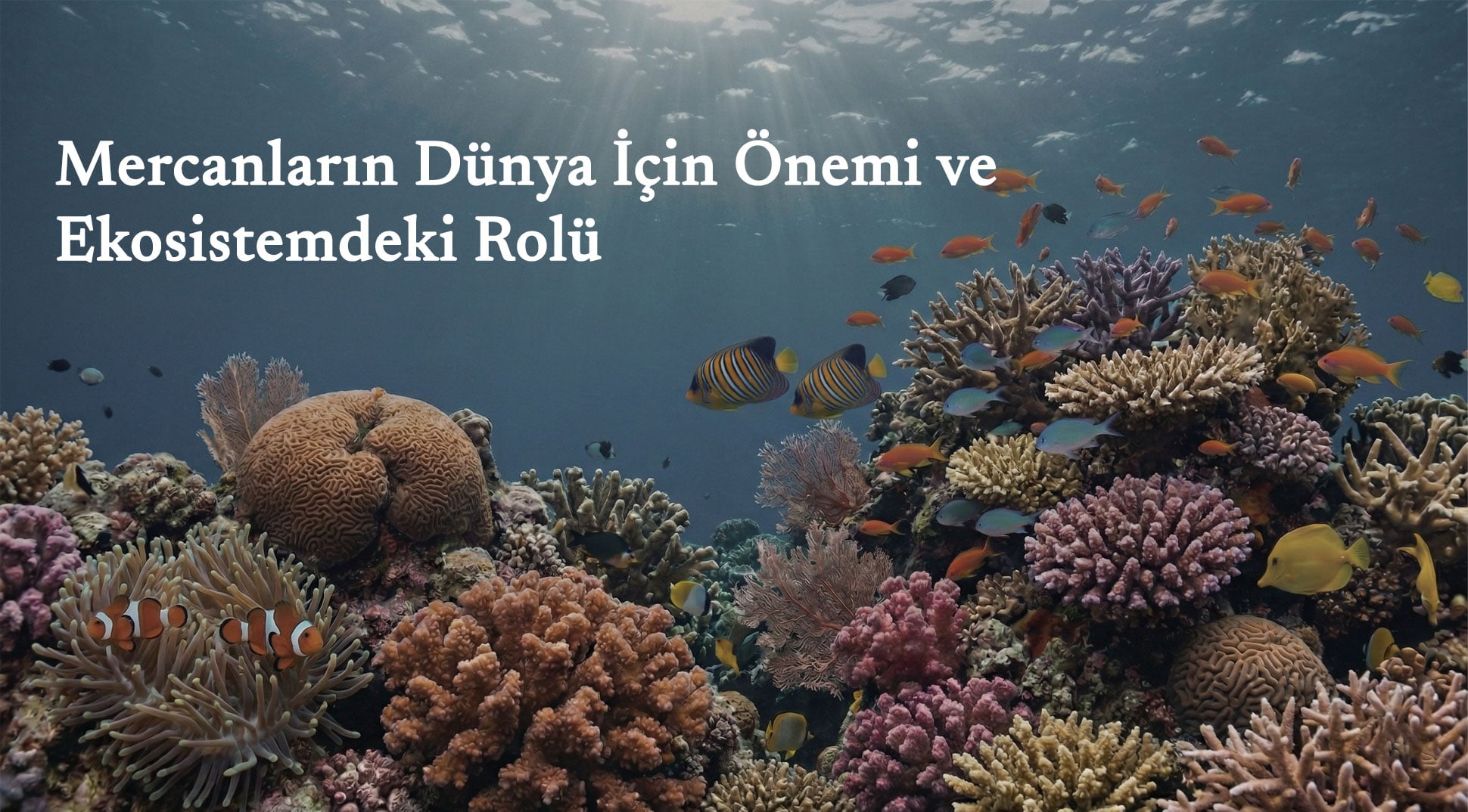 Mercanların Dünya İçin Önemi ve Ekosistemdeki Rolü