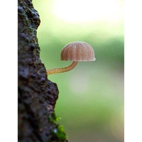 Olympus OM System Tough TG-7 Dijital Kamera (Kırmızı)