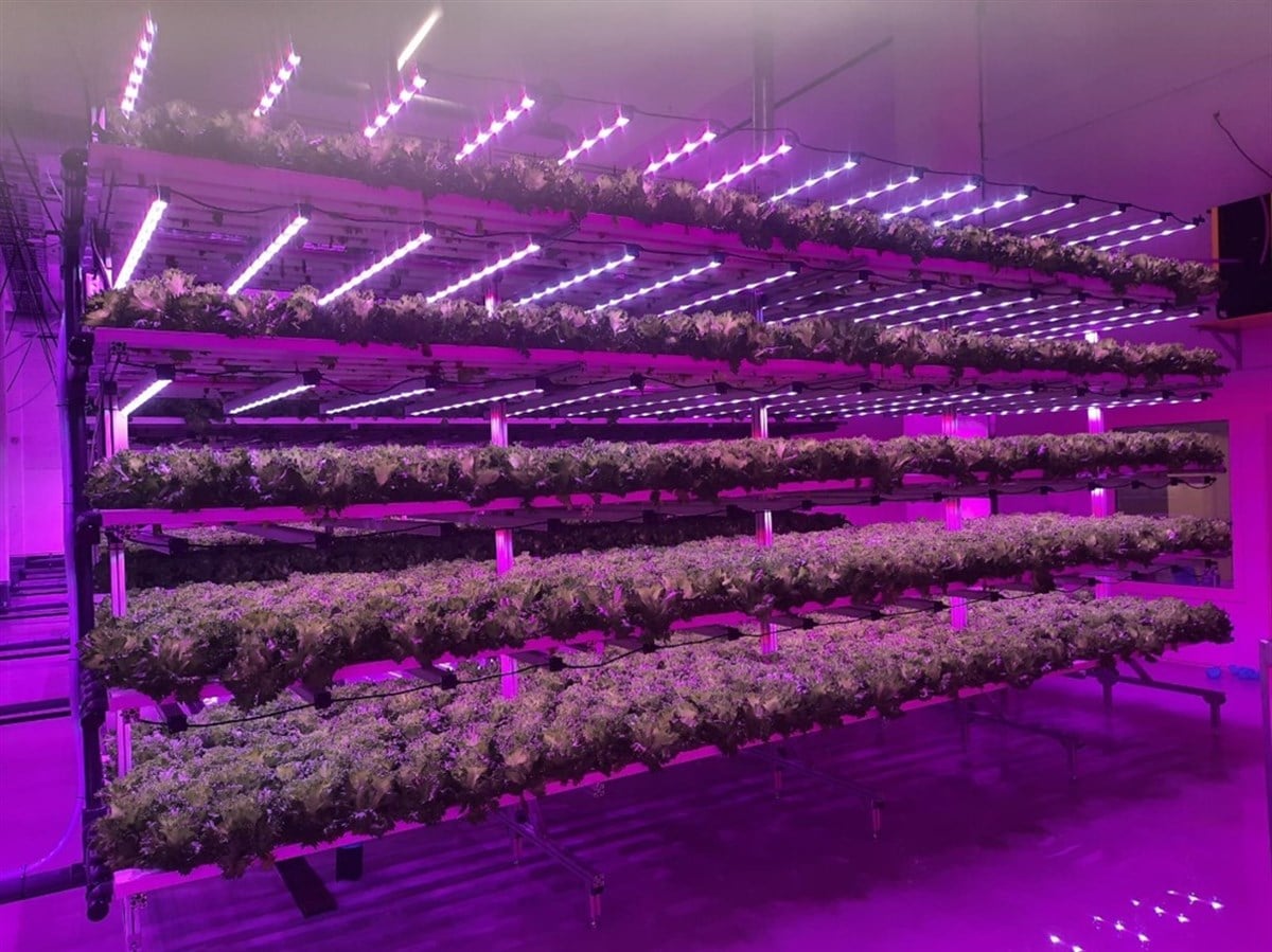 RAF BİTKİFABRİKASI 1450