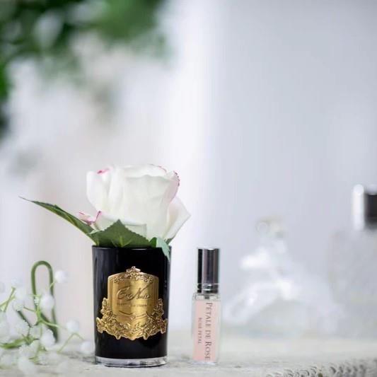 COTE NOIRE Tek Ekru Güllü Pembe Çizgili Gold Koku