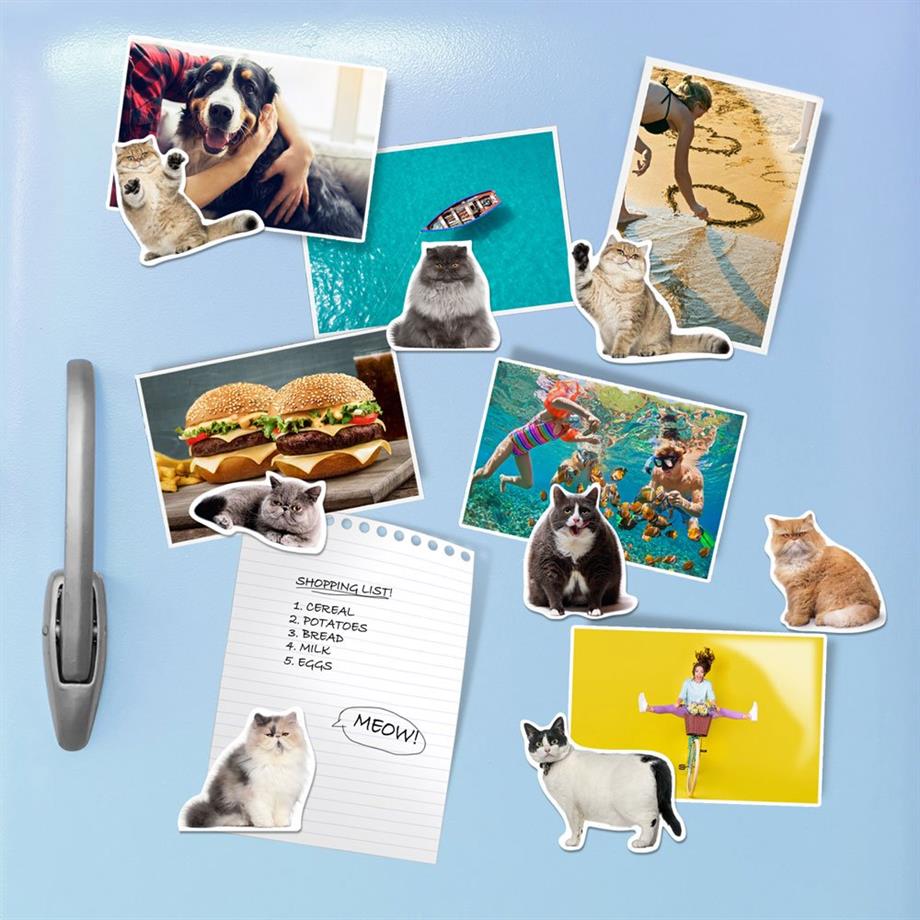 Mustard Magnet Kedi Fat Cats