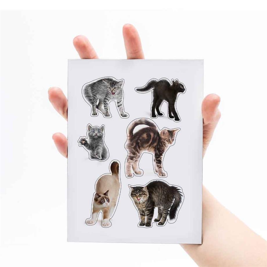 Mustard Magnet Kedi Scaredy Cats