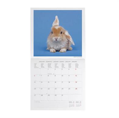 Legami 2025 Duvar Takvimi Honey Bunny
