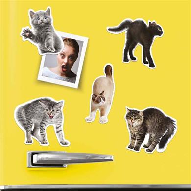 Mustard Magnet Kedi Scaredy Cats