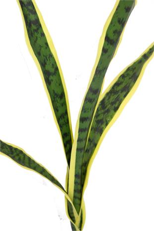 Yapay Paygamber Kılıcı Çiçeği 77 Cm 5 Dal