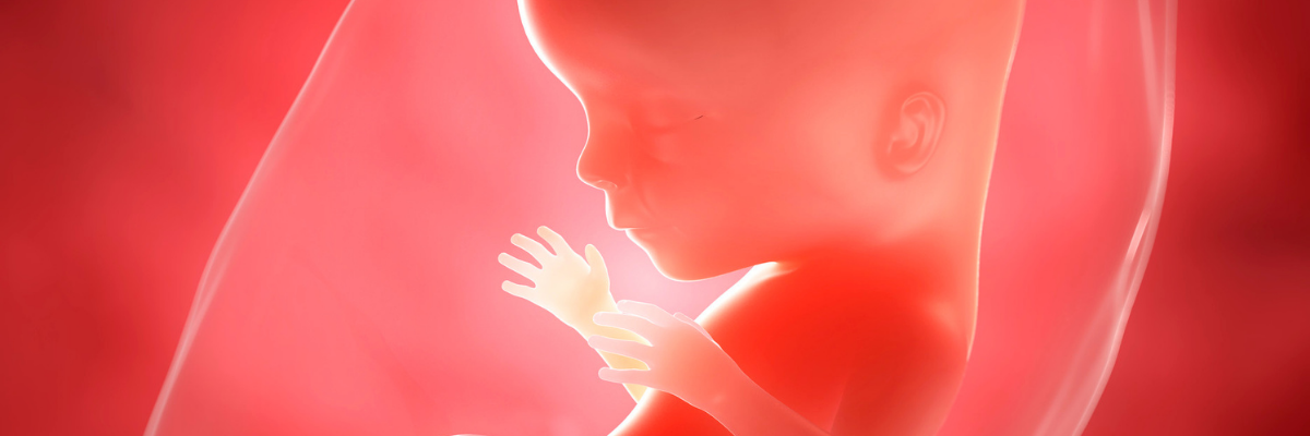 1-trimester-donemindeki-bebegin1-trimester-donemindeki-bebeginizin-gelisimiizin-gelisimi
