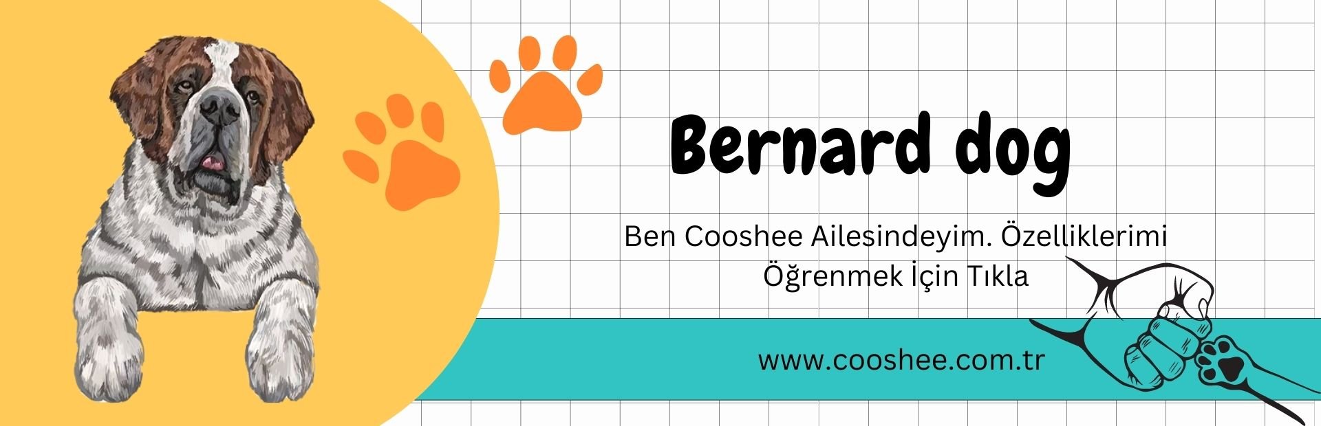 Bernard dog