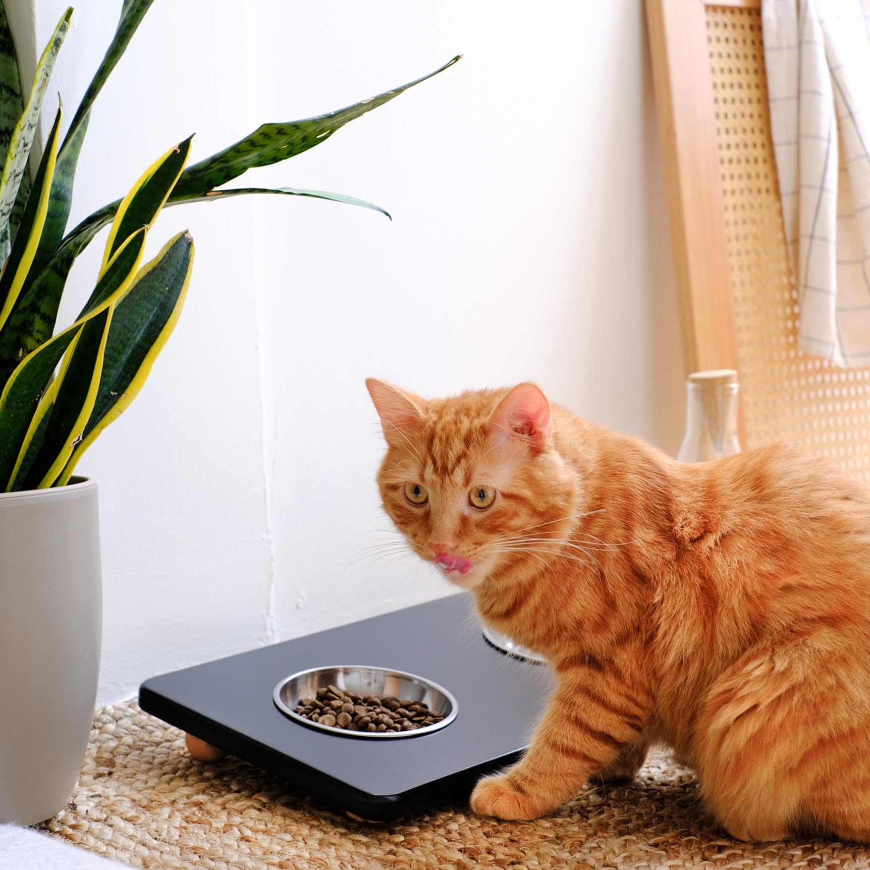 Siyah Pati Mama Kabı