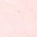 Simli Posey Dantelli Tanga