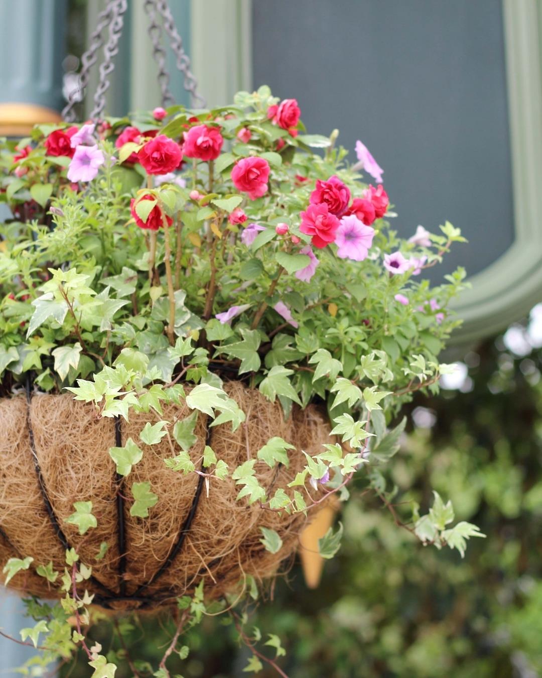 Askılı 13x27 cm Organik Hindistan Cevizi Dekoratif Saksı