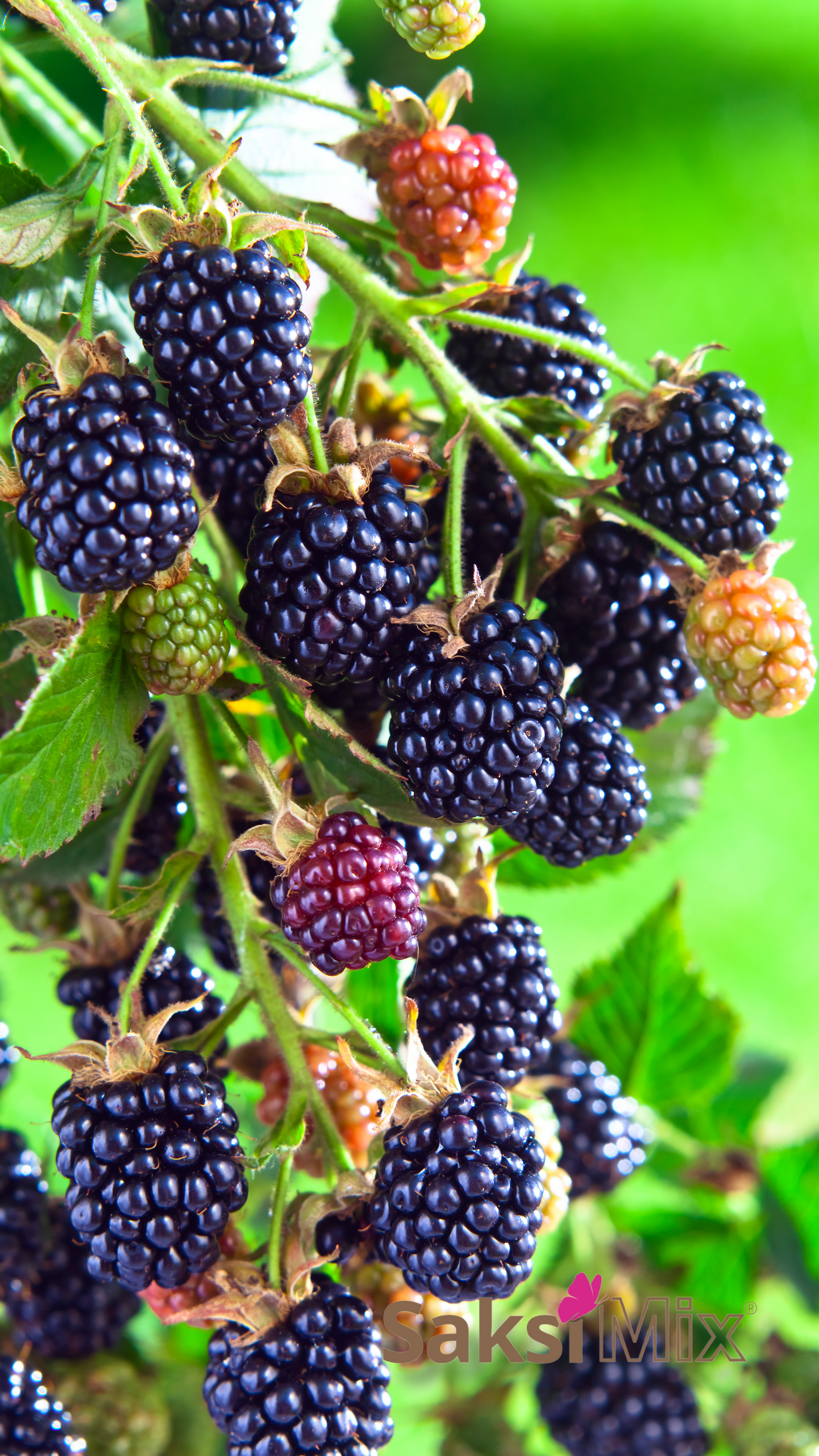 40 L BerryMix Çilek Yetiştirme ortamı
