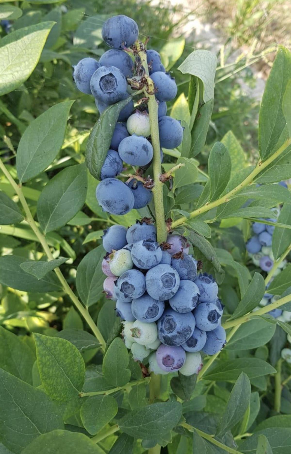 40 L Blueberry Mix Asidik Bitki Yetiştirme Ortamı