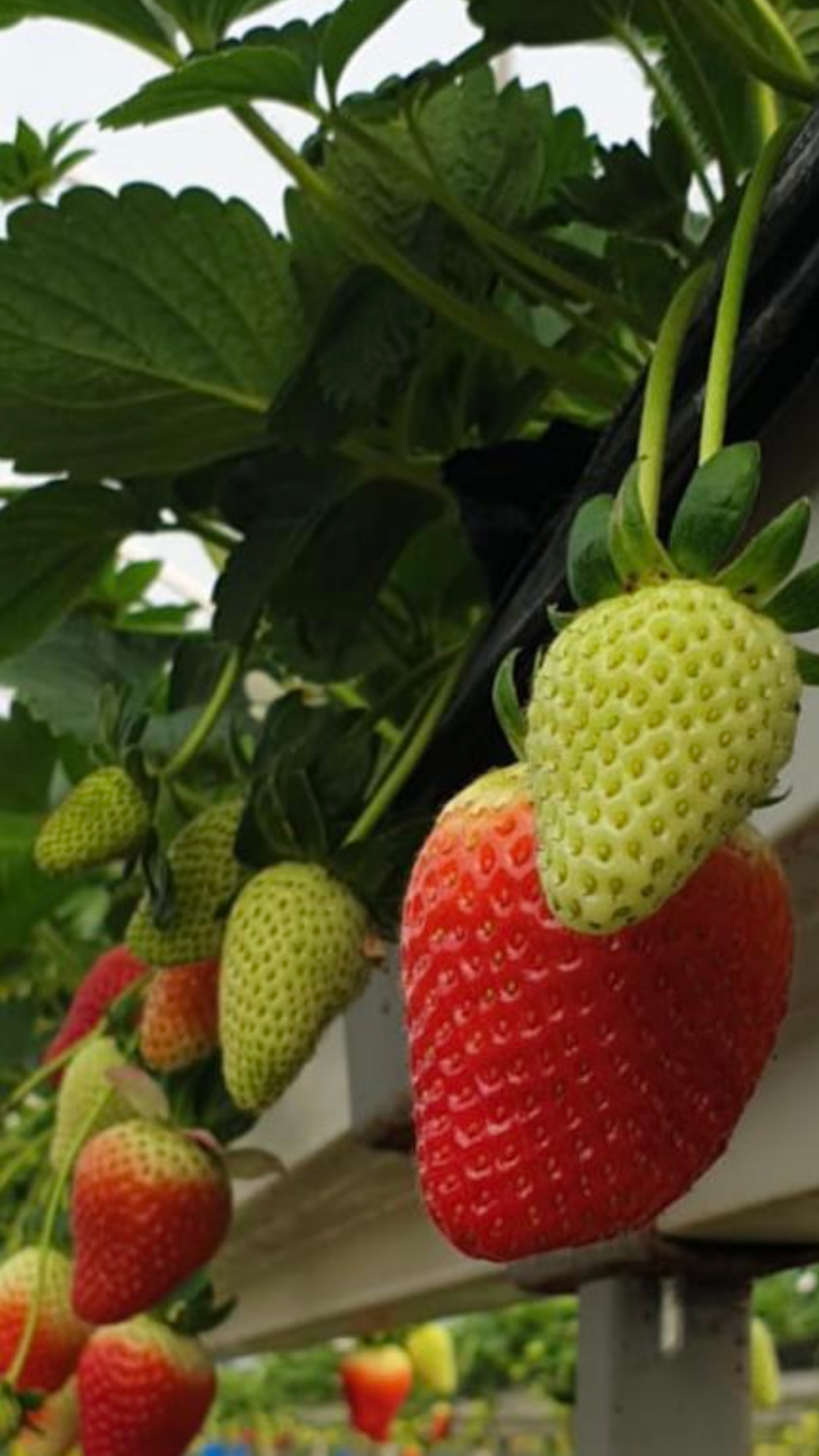 15 L Çilek Growbag Yetiştiriciliğe Hazır Torba