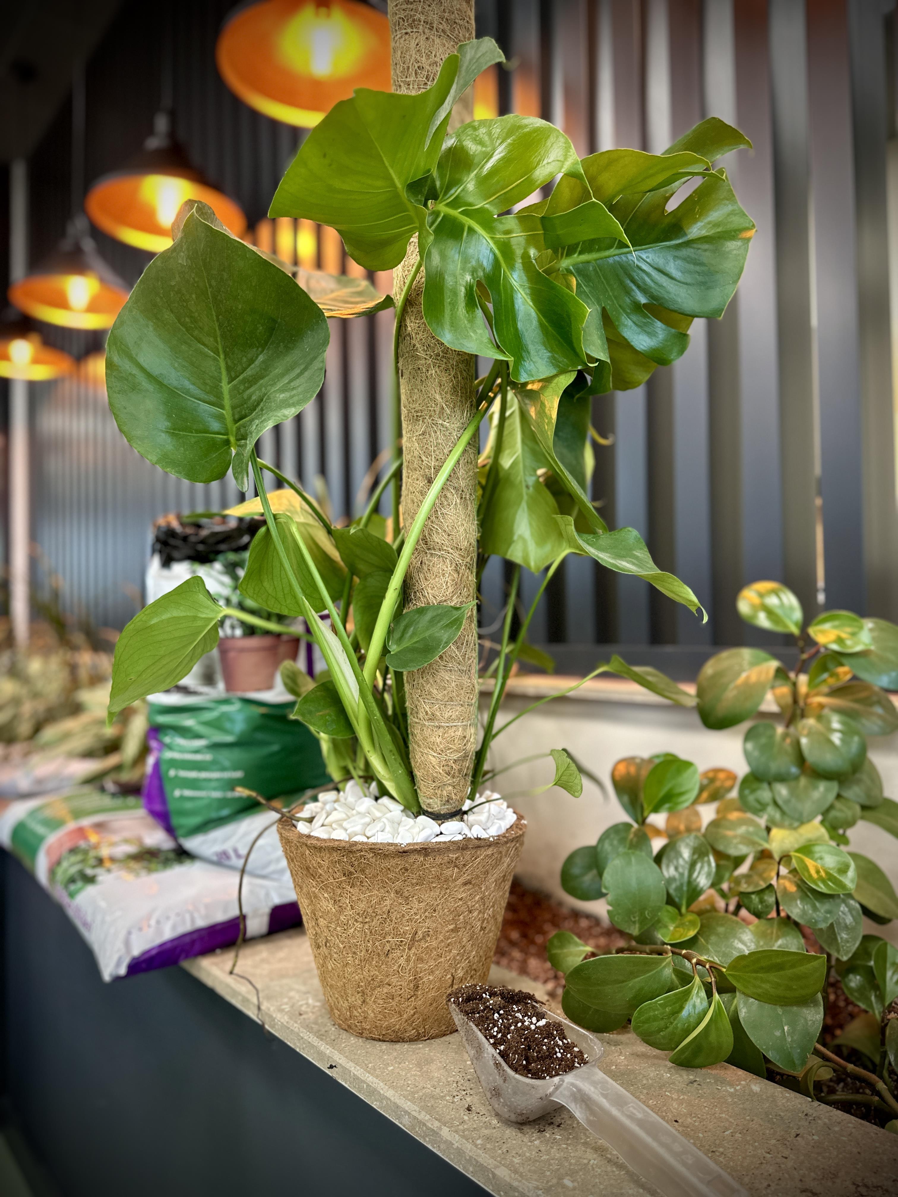 SAKSI MİX COCOBİTKİ DESTEKLEME ÇUBUĞU 120 CM (TEK)