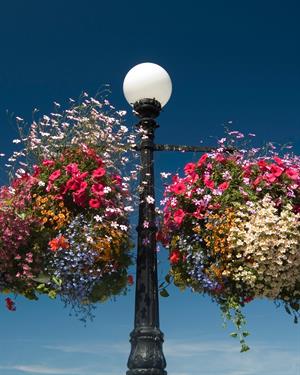 Askılı 13x27 cm Organik Hindistan Cevizi Dekoratif Saksı