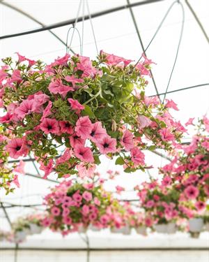 Askılı 13x27 cm Organik Hindistan Cevizi Dekoratif Saksı