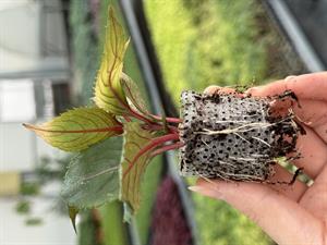 30*50 mm 104 Gözlü 2 Adet Viyolde Agripot