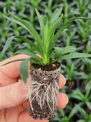 30*50 mm 104 Gözlü 5 Adet Viyolde Agripot