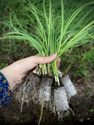 30*50 mm 104 Gözlü 2 Adet Viyolde Agripot
