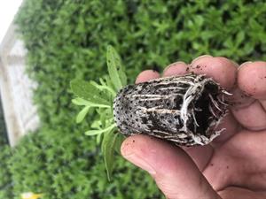 30*50 mm 104 Gözlü 2 Adet Viyolde Agripot