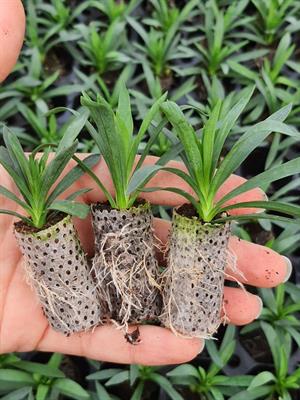 30*50 mm 104 Gözlü 9 Adet Viyolde Agripot