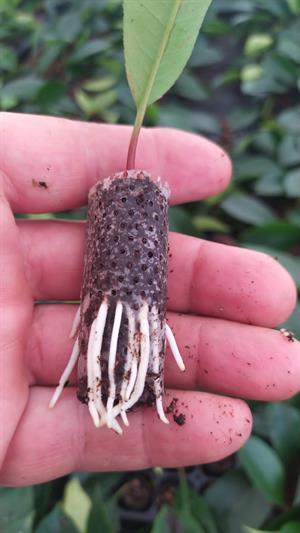 104 Gözlü 5 Adet Viyol